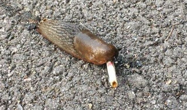 حلزون يدخن سيجارة في شوارع لندن!