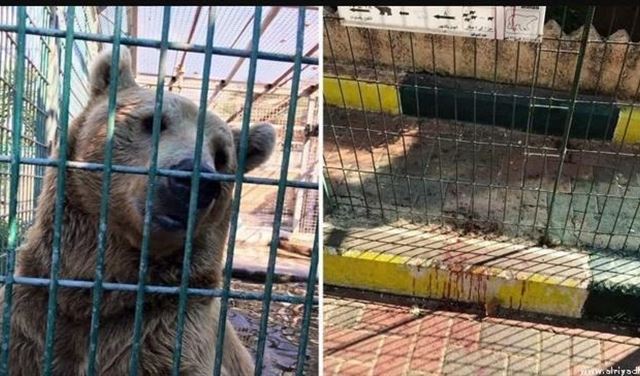 دب يلتهم يد طفل فلسطيني