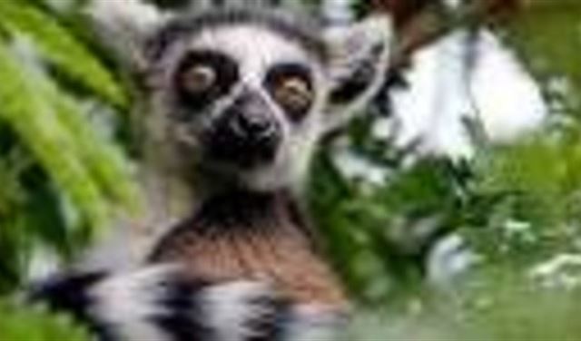 إلزام أهالي فلوريدا بتسليم حيواناتهم "الغريبة" للدولة