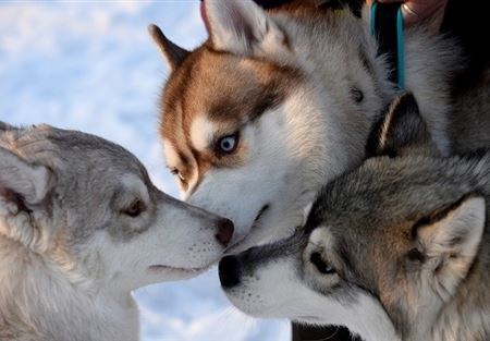 ماذا يمكن أن نتعلم من الكلاب؟