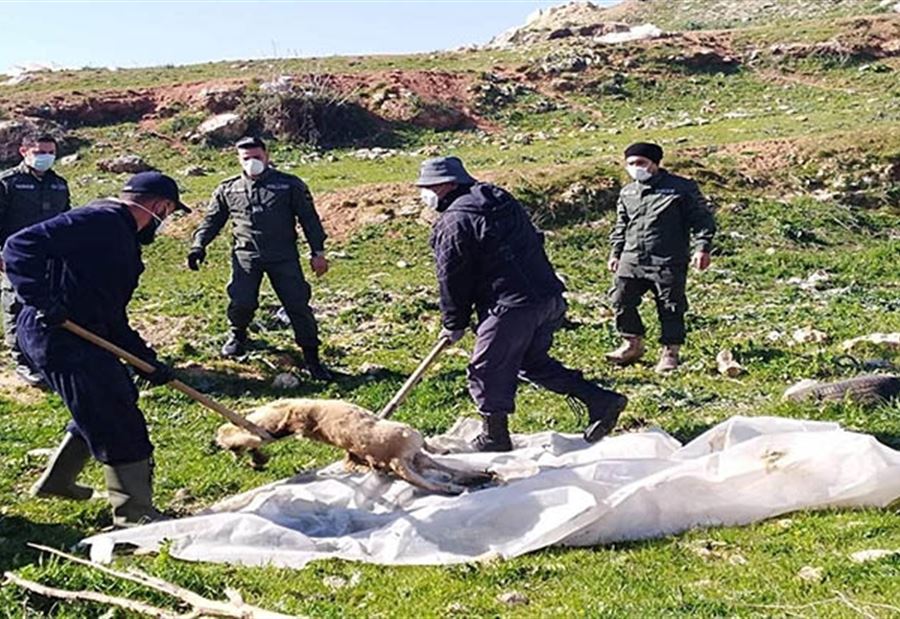 بالصورة: نفوق كلاب تسمّما في البداوي