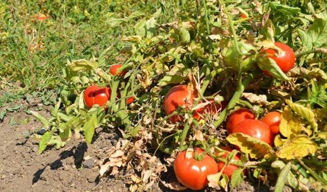طريقة جديدة لزراعة الطماطم تزيد الإنتاج 26%