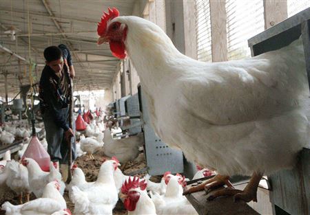 "الصحة" تُتلف 20 ألف طير مصاب في البقاع