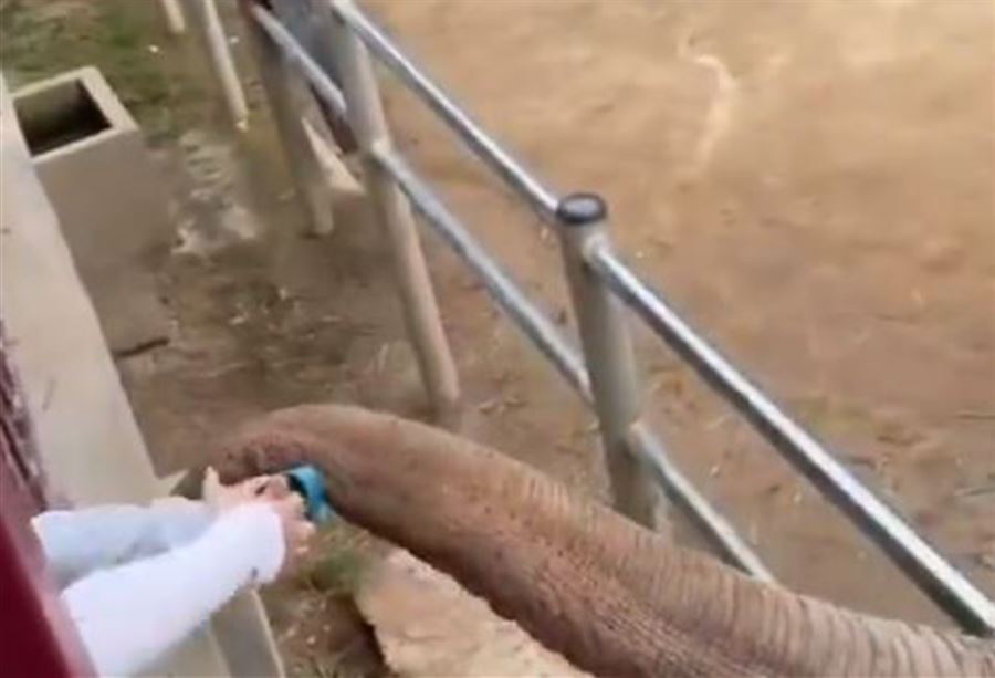 بالفيديو: مشهد ظريف و"غير اعتيادي" بين فيل وطفل!