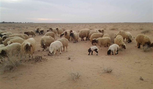 لم يتمكنوا من خطف الراعي..  فخطفوا 450 رأس ماعز 