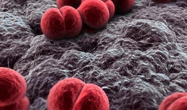 اصابة طفلة من عين الذهب عكار بالتهاب السحايا الجرثومي اصابة طفلة من عين الذهب عكار بالتهاب السحايا الجرثومي