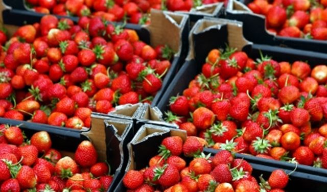 الفراولة المصرية تهدد صحة الإماراتيين.. أغذية "ملوثة" 