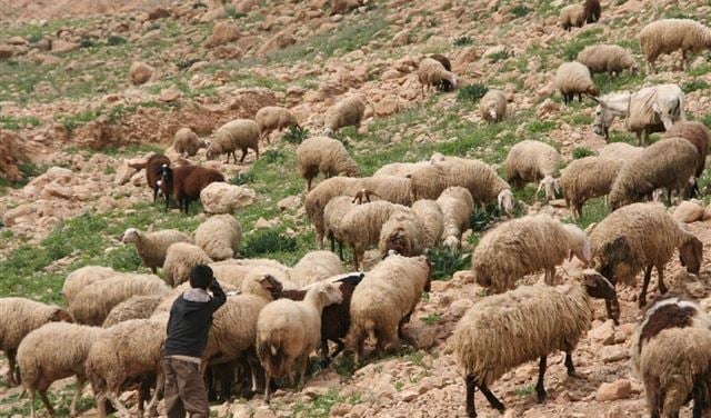 محاولة اسرائيلية لخطف راعٍ.. ولكن!