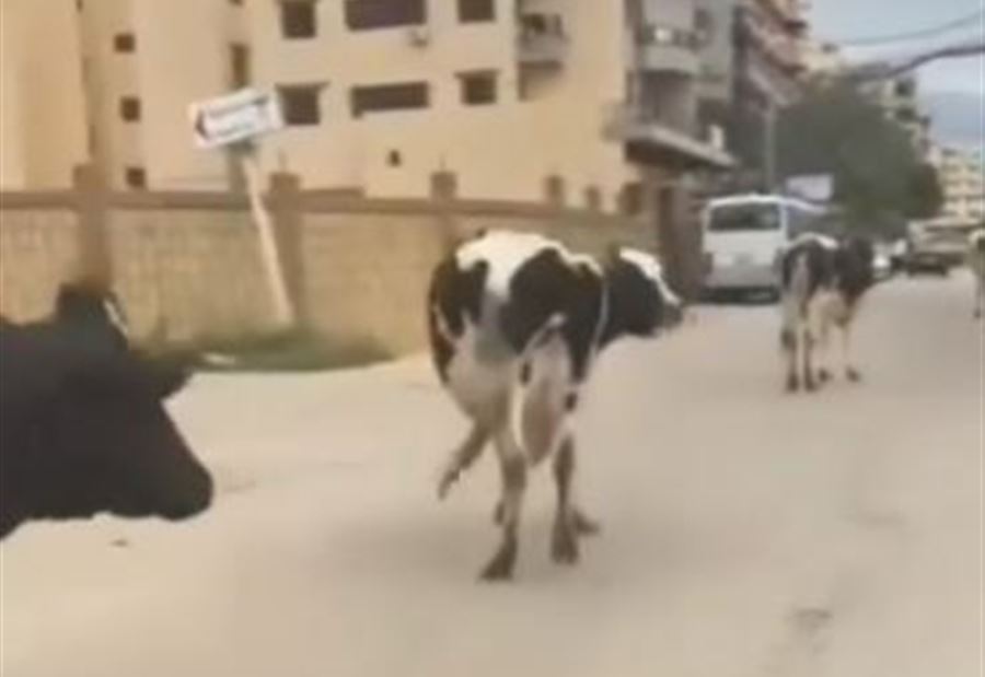 ظاهرة "البقر الشارد" تعود الى الواجهة من جديد! (فيديو)