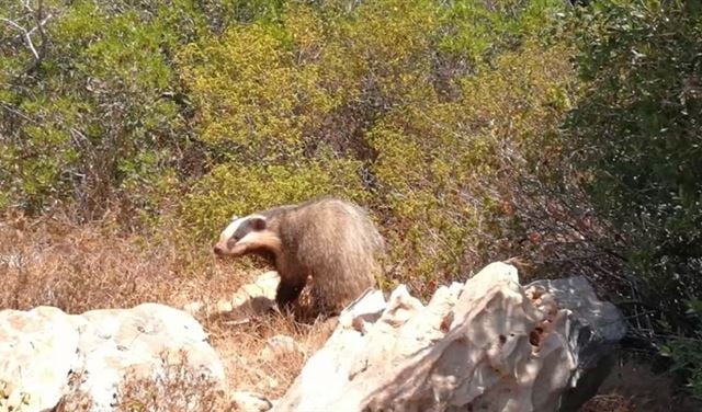 حيوان "الغرير" حراً طليقاً بعد احتجازه في زبقين