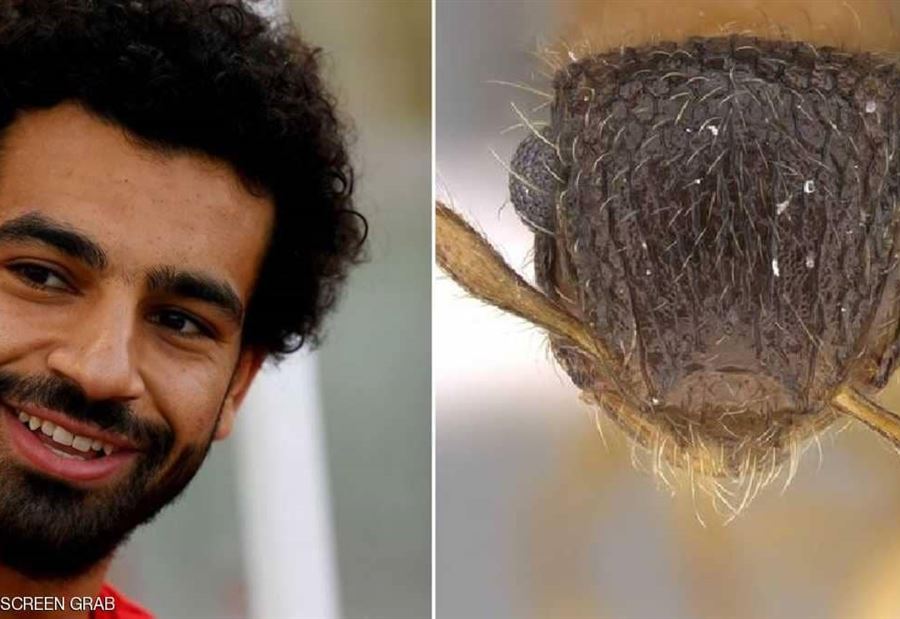 هدية غريبة لمحمد صلاح 
