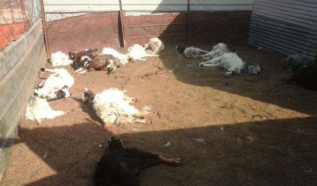 "مجزرة ماشية" في بلدة بالنبطية