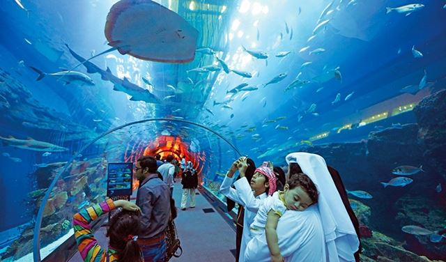 مغامرات بحرية وسفاري مع أسماك القرش