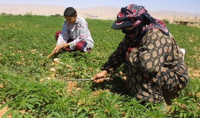 2 مليار دولار إلى جيوب السياسيين... لا تشرّعوا الحشيشة