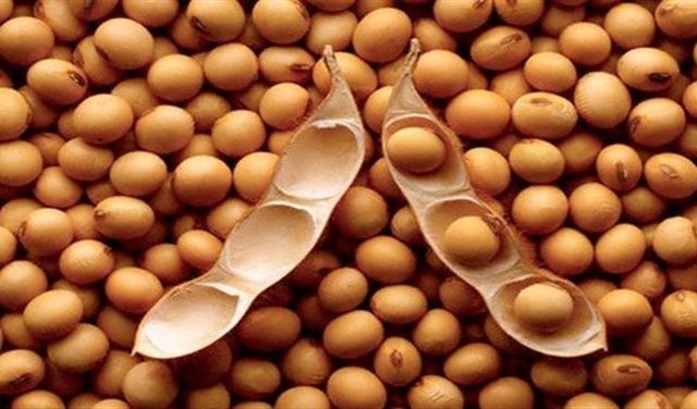 ما علاقة فول الصويا بسرطان الثدي؟