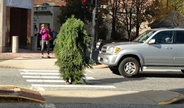 القبض على "شجرة متحركة" عرقلت المرور! القبض على "شجرة متحركة" عرقلت المرور!