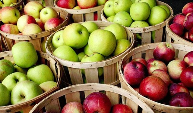 الحكومة تطعن مزارعي التفاع