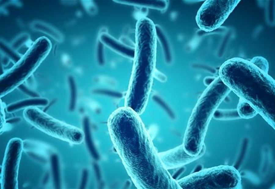 جرثومة "الايشيريشيا كولي" تنتشر في مياه هاتين المنطقتين