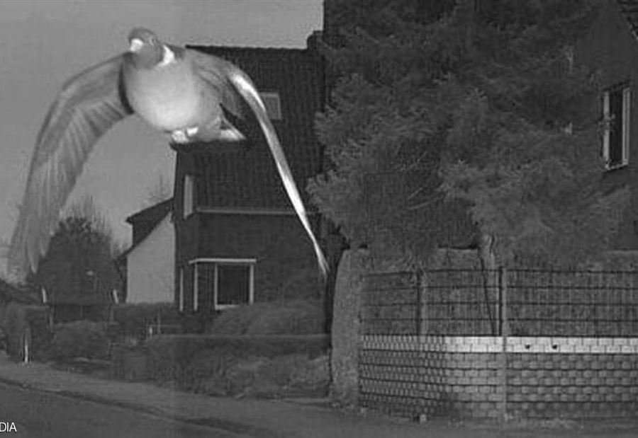 الشرطة الألمانية تخالف "حمامة" تجاوزت السرعة القانونية