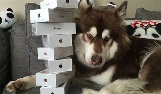 ابن ملياردير يُهدي كلبه 8 هواتف آيفون7