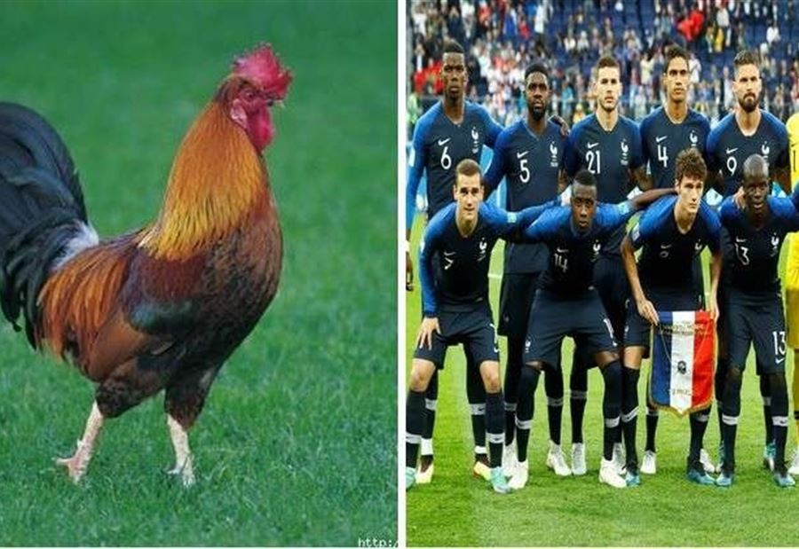 لماذا يلقب منتخب فرنسا بـ"الديوك"؟