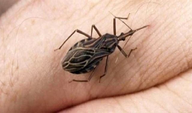 اذا رأيت هذه الحشرة في منزلك قم بالاتصال بالاسعاف فوراً!