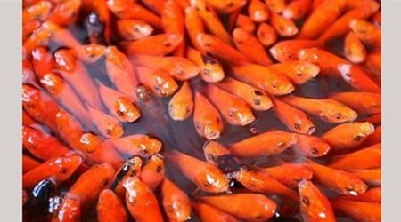 تجبر ابنتها على ابتلاع 30 سمكة تسبح بمواد التنظيف