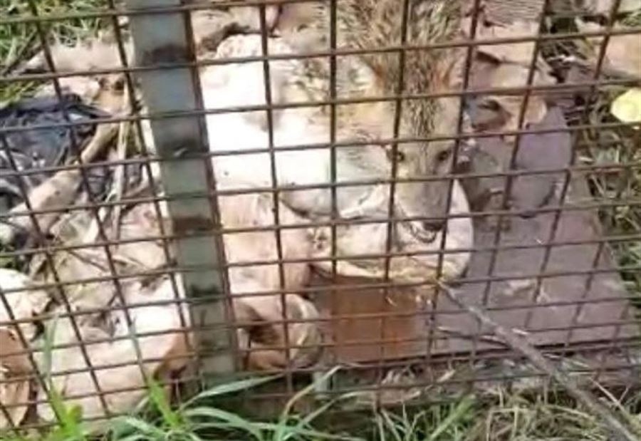 بالصورة: القبض على حيوان مفترس في قرطبا