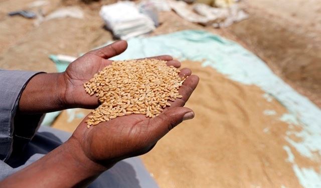 تركيا ترفع القيود عن القمح الروسي تركيا ترفع القيود عن القمح الروسي