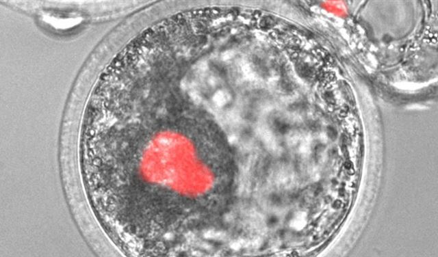 مستقبل الطب.. أعضاء بشرية في أجساد حيوانات