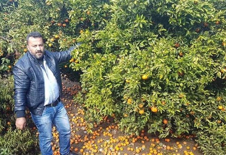 المصري طالب بتعويض مزارعي الحمضيات في عكار