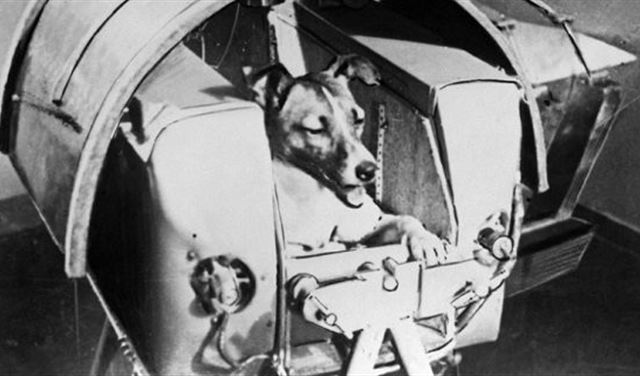 في الذكرى الـ59 للكلبة "لايكا"..هذا ما تم كشفه!