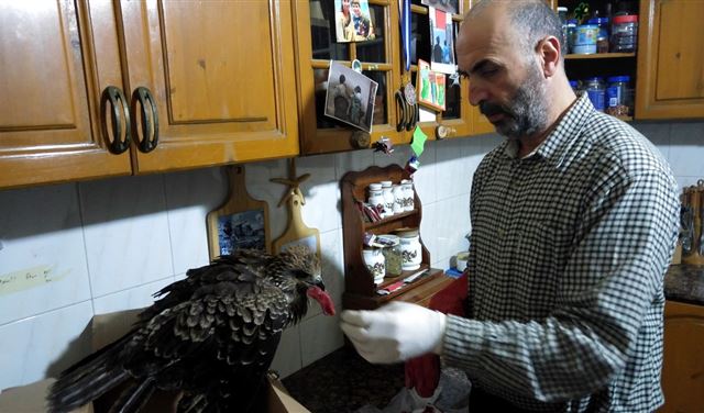 الصقر الحوام إلى الحرية