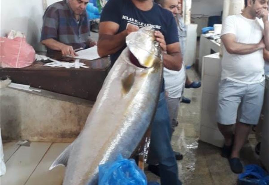 بالصورة: سمكة "عملاقة" في صيدا