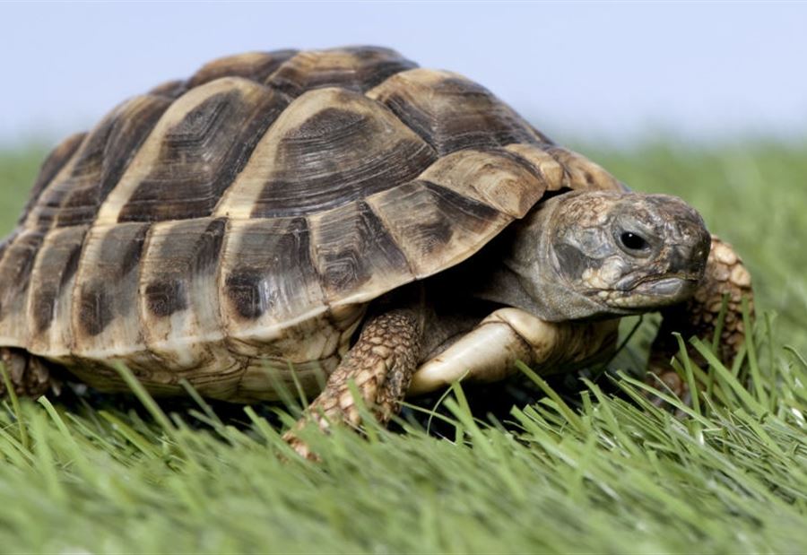 بالصور: العلماء يصورون سلحفاة تحمل على ظهرها الأرض بالصور: العلماء يصورون سلحفاة تحمل على ظهرها الأرض
