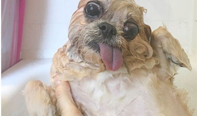 بالصور.. مضحكة الكلاب قبل وبعد الاستحمام!