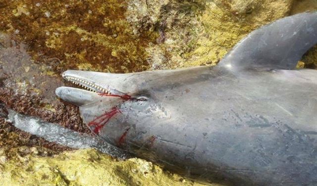 بالصور.. الثروة الحيوانية تُنتهك في لبنان دون رقيب