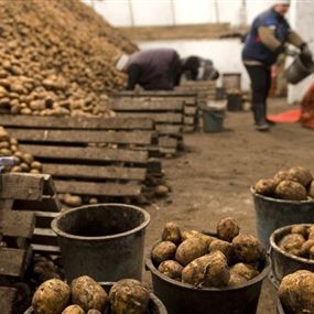 السودان..إحباط تهريب كمية كبيرة من البطاطا الإسرائيلية  السودان..إحباط تهريب كمية كبيرة من البطاطا الإسرائيلية