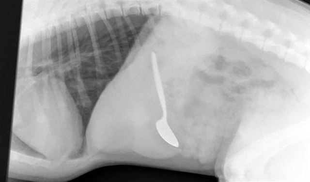 هكذا استخرج الأطباء "ملعقة" طولها 14 سم من معدة جرو! هكذا استخرج الأطباء "ملعقة" طولها 14 سم من معدة جرو!
