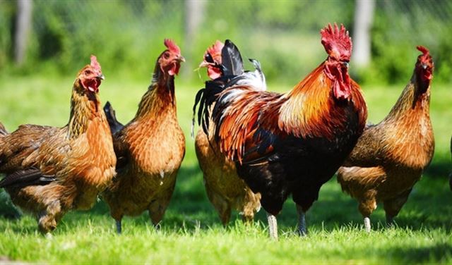 لا تستخف بعقول الدجاج.. فهي ذكية وذات ميول ميكيافيلية لا تستخف بعقول الدجاج.. فهي ذكية وذات ميول ميكيافيلية
