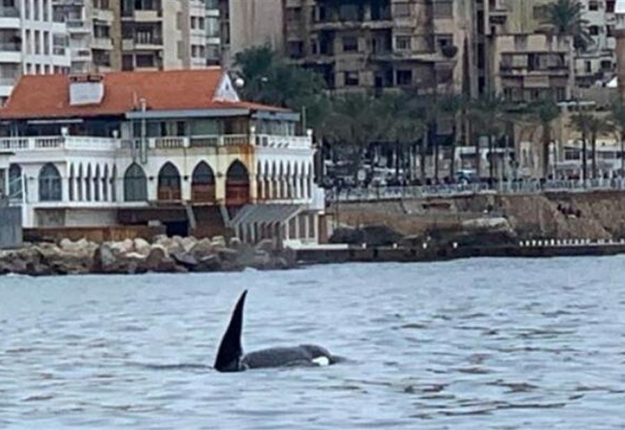 بالفيديو: ظهور حوت "أوركا" قبالة شاطىء عين المريسة