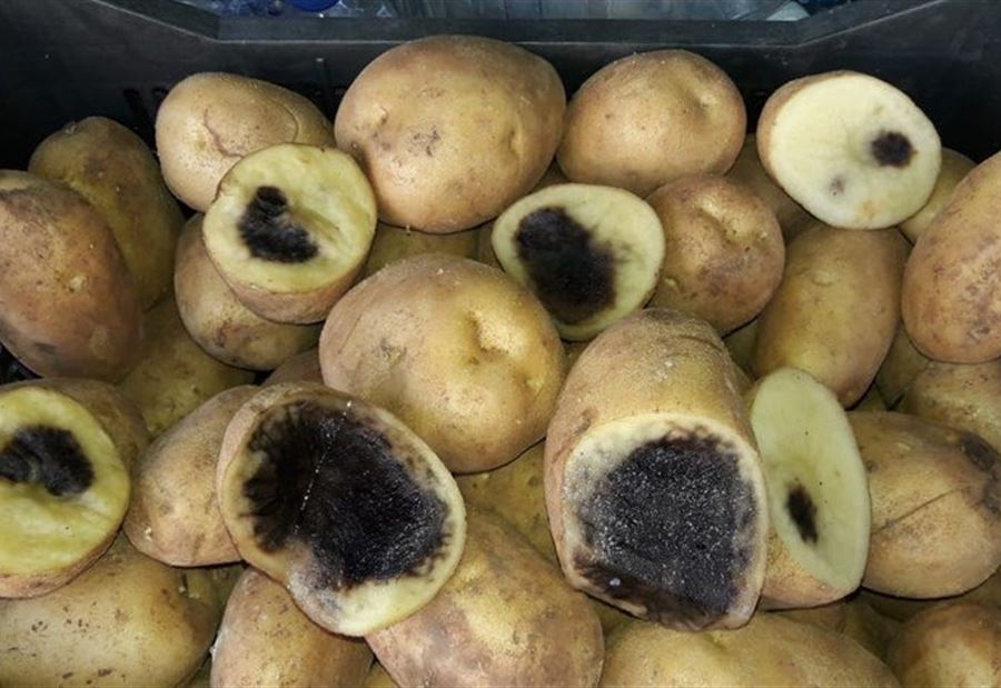 تنظيم محاضر ضبط بحق أصحاب محلات بطاطا فاسدة في صيدا