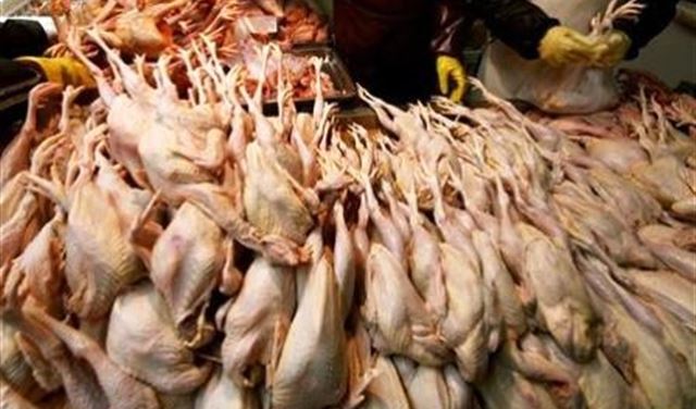 دجاج نافق في خراج راشيا الفخار