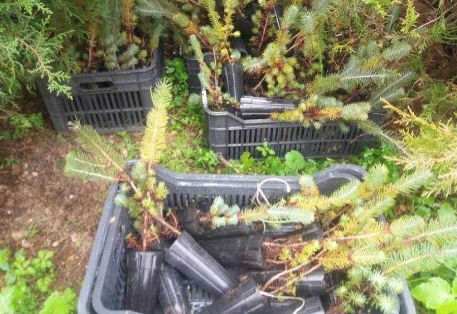 بالصور: 150 شتلة صنوبر لمحمية وادي الحجير 