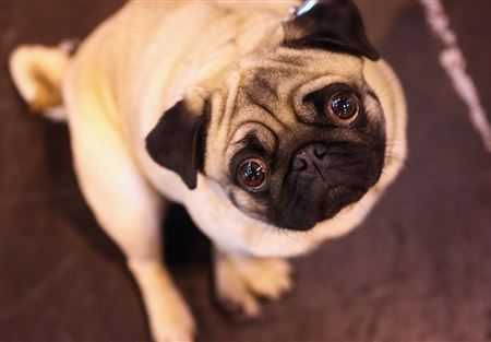 اعتقال رجل بسبب "الكلب النازي"