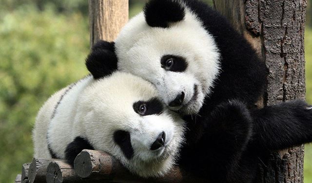 ولادة حيوان باندا عملاق في فيينا