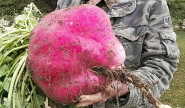 بالصورة.. فجلة عملاقة في حقل بجرد مشمش عكار