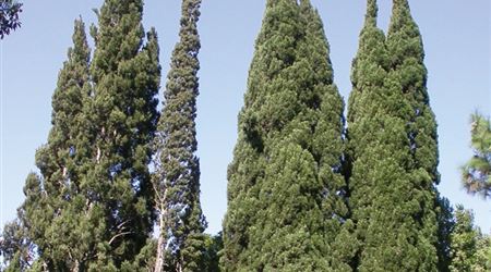 هل تقبل الزواج بشجرة مهما كان السبب؟