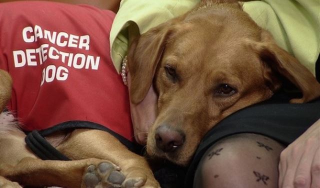 الكلاب.. وسيلة جديدة لإنقاذ حياة مرضى السكري