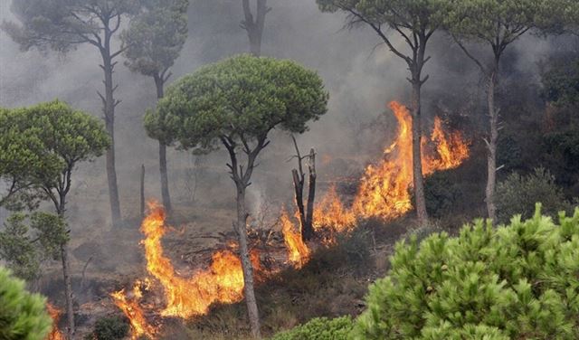 حلّ لمشكلة حرائق الغابات